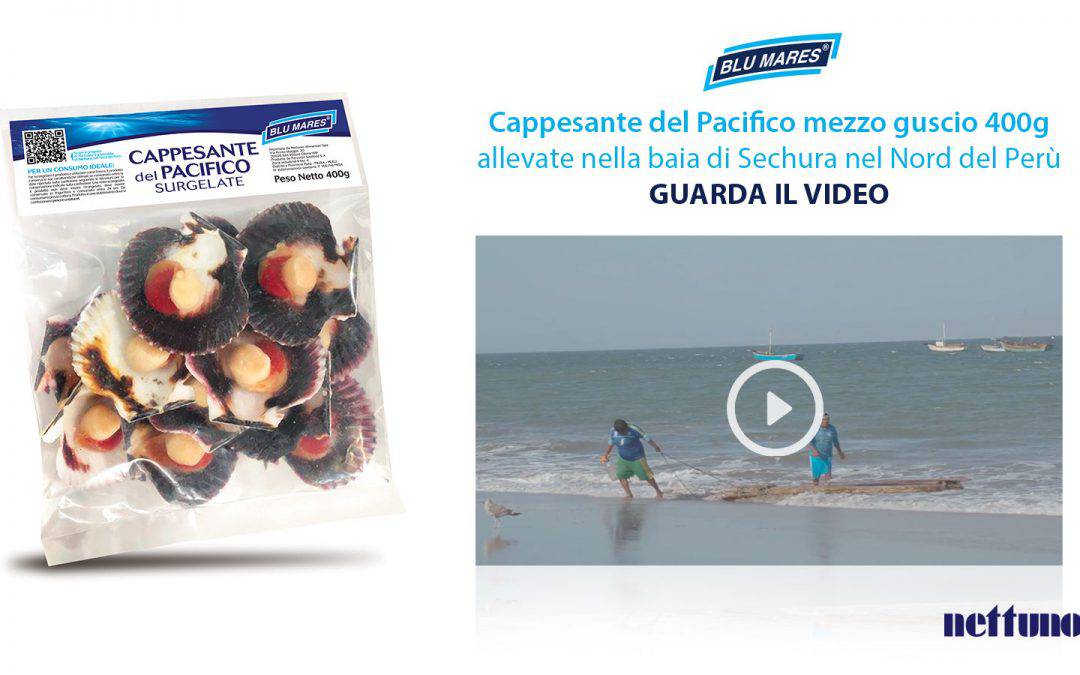 Cappesante del Pacifico Perù BLU MARES